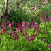 Busch's Corydalis - Photo (c) snv2, all rights reserved, uploaded by snv2