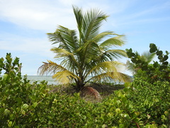 Cocos nucifera image