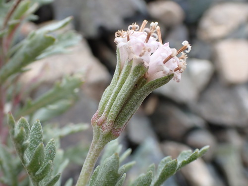 Chaenactis thompsonii