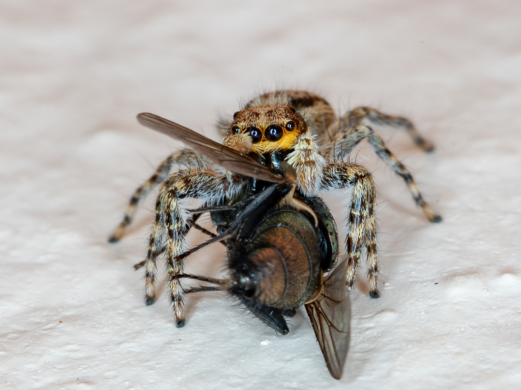 jumping spiders - Menemerus bivittatus and Plexippus paykulli