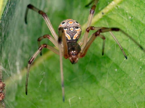 Viúva Marrom Latrodectus Geometricus · Biodiversity4all