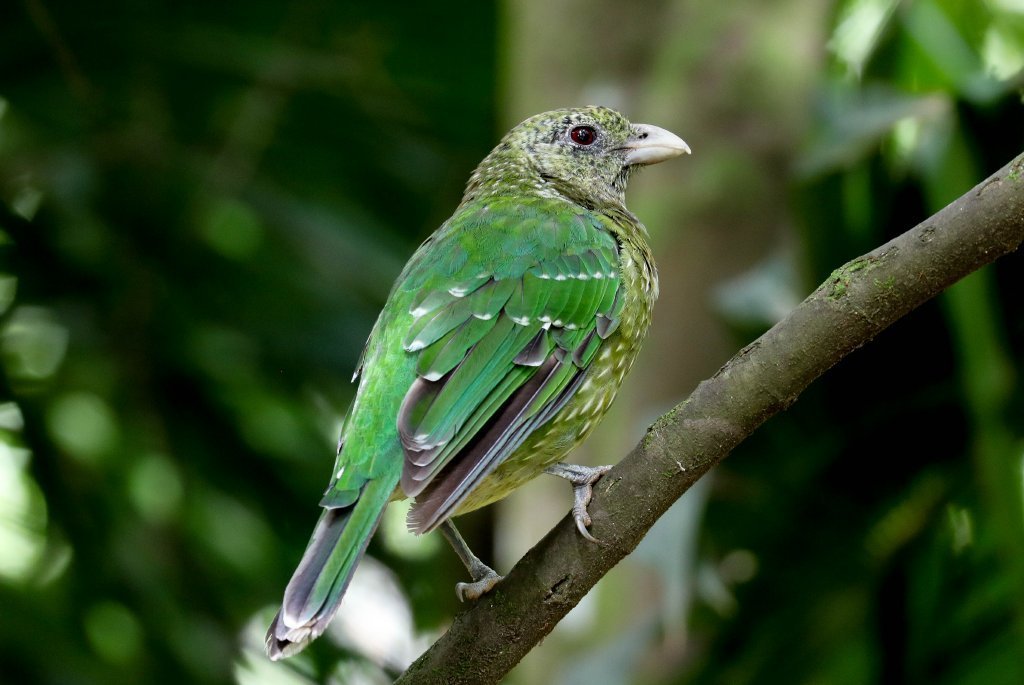 Green Catbird photo