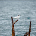 Australasian Black-naped Tern - Photo (c) G. Curt Fiedler, all rights reserved