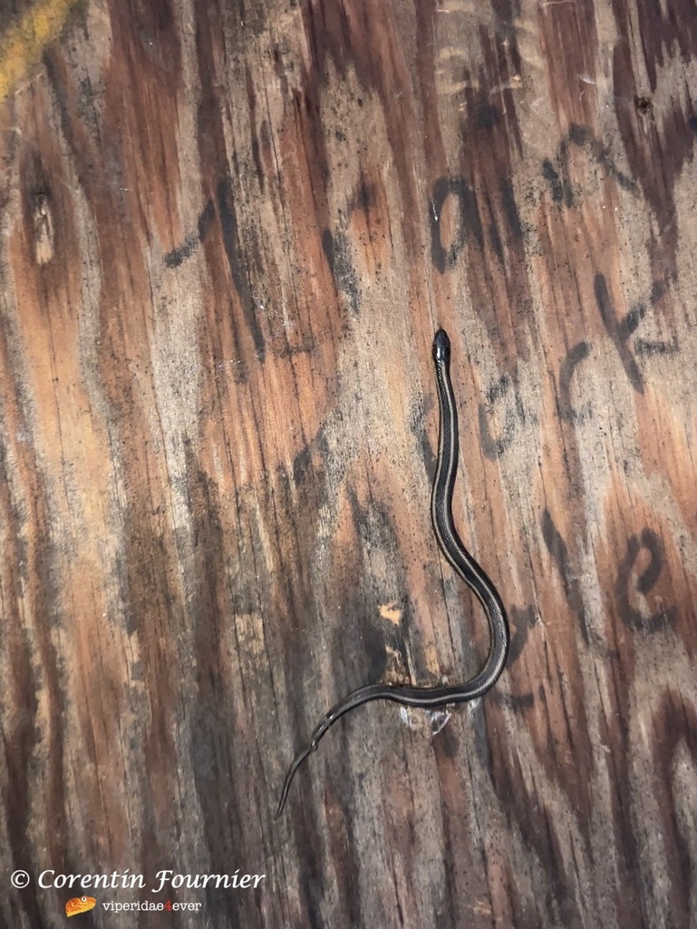 Butler's Garter Snake in September 2023 by viperidae4ever · iNaturalist