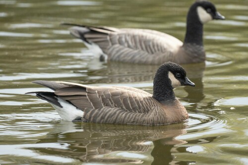 Cackling Goose