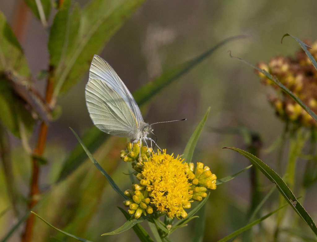 Small White from Junction Pool (Beaverkill and Willowemoc Creek ...