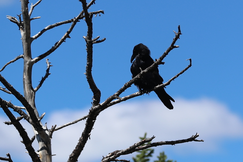 Common Raven from Fairview Curve Overlook on August 29, 2023 by ...