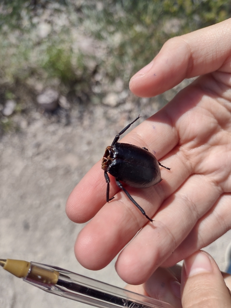 Darkling Beetles from 85506 Son., México on September 23, 2023 at 10:45 ...