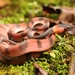 Tropical Flat Snake - Photo (c) Kelvin Wu, all rights reserved, uploaded by Kelvin Wu