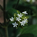 Clerodendrum canescens - Photo (c) 小雨滴, all rights reserved, uploaded by 小雨滴