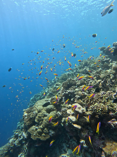 Yellowback Anthias — seen at this dive site