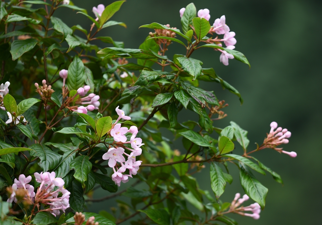 Luculia pinceana (Luculia pinceana)