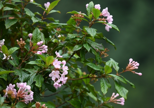 Luculia pinceana