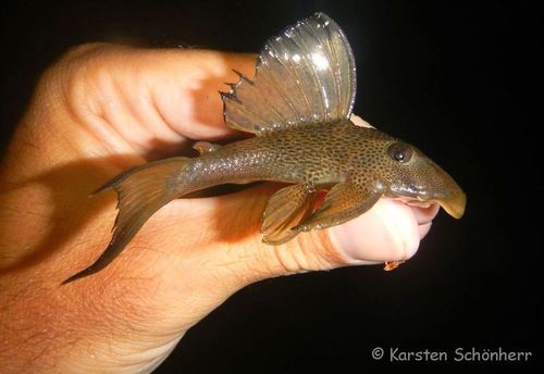 Typical Plecos