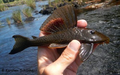 Hypostomus corantijni