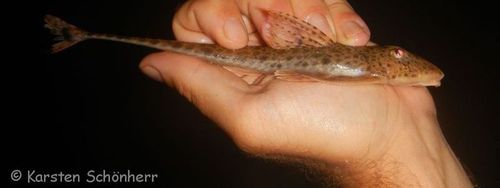 Metaloricaria