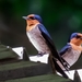 Hirundo tahitica - Photo (c) Nithi Selva, כל הזכויות שמורות, הועלה על ידי Nithi Selva