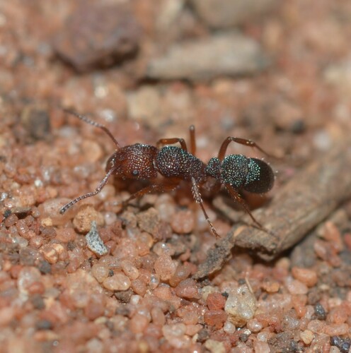 Rhytidoponera trachypyxRhytidoponera trachypyx