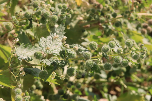 Roman Nettle