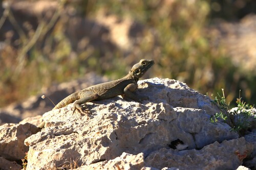 Large-scaled Rock Agama