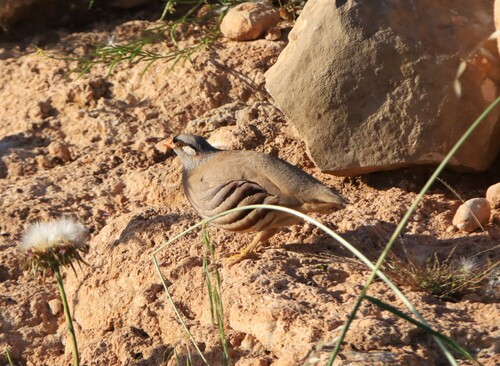 See-see Partridge