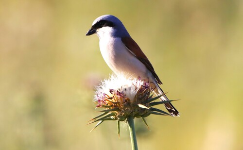 Red-backed Shrike