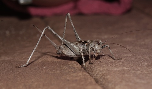 Two-toothed Bush-cricket