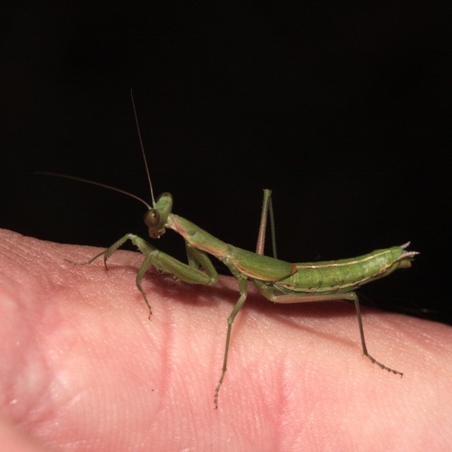 Pseudoyersinia paui