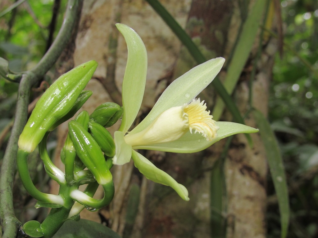Vanilla odorata · iNaturalist Ecuador