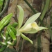 Vanilla odorata - Photo (c) dennis_medina, all rights reserved, uploaded by dennis_medina
