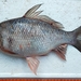 Osteochilus melanopleura - Photo (c) Salawin Thepsupornkul, all rights reserved, uploaded by Salawin Thepsupornkul