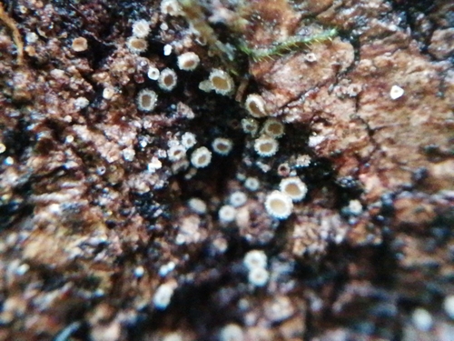 Lachnum corticale