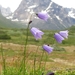 Giesecke's Harebell - Photo (c) Kait, all rights reserved, uploaded by Kait