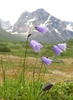 Giesecke's Harebell - Photo (c) Kait, all rights reserved, uploaded by Kait