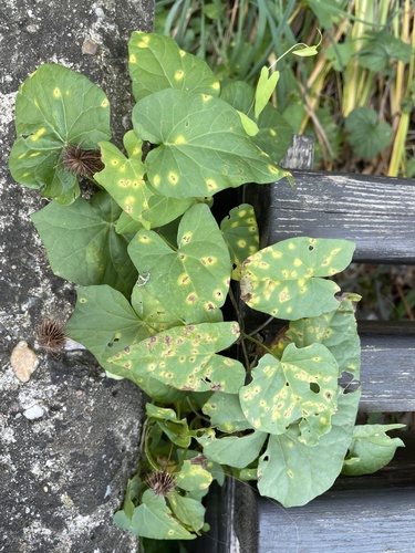 Puccinia convolvuli