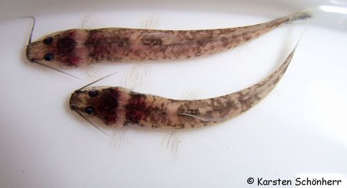 Chasmocranus longior
