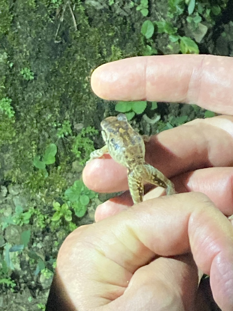 Frogs and Toads from Limón, Siquirres, Costa Rica on August 25, 2022 at