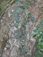 Monstera tuberculata image