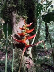 Heliconia lankesteri image