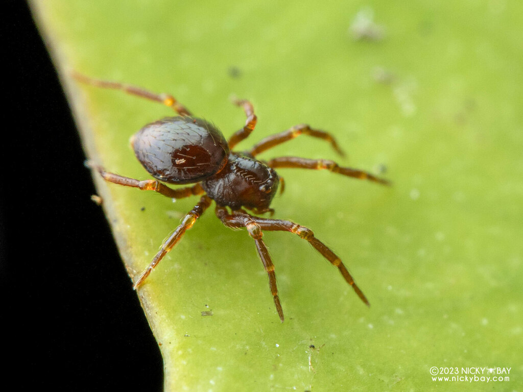 Brignoliella besutensis from Central Water Catchment, Singapore on