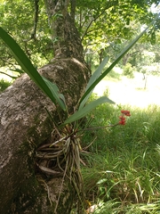 Anthurium gracile image