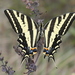 Papilio pilumnus - Photo (c) Rufino Sandoval Garcia, όλα τα δικαιώματα διατηρούνται, uploaded by Rufino Sandoval Garcia