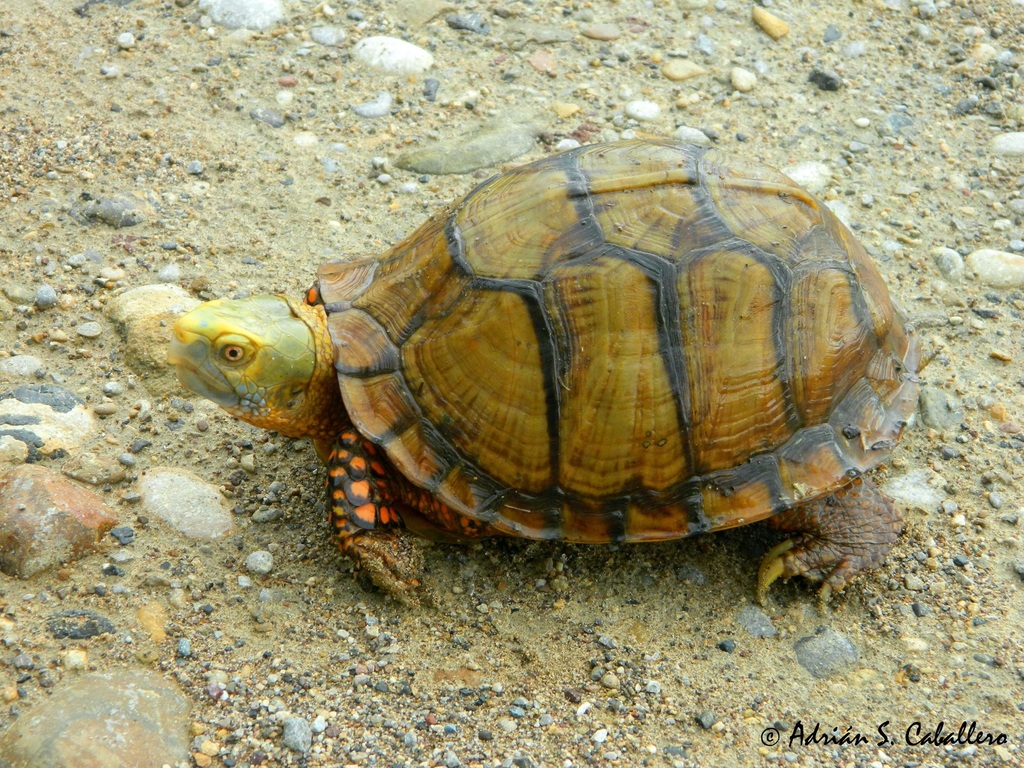 Mexican Box Turtle in September 2016 by Adrián S. Caballero · iNaturalist