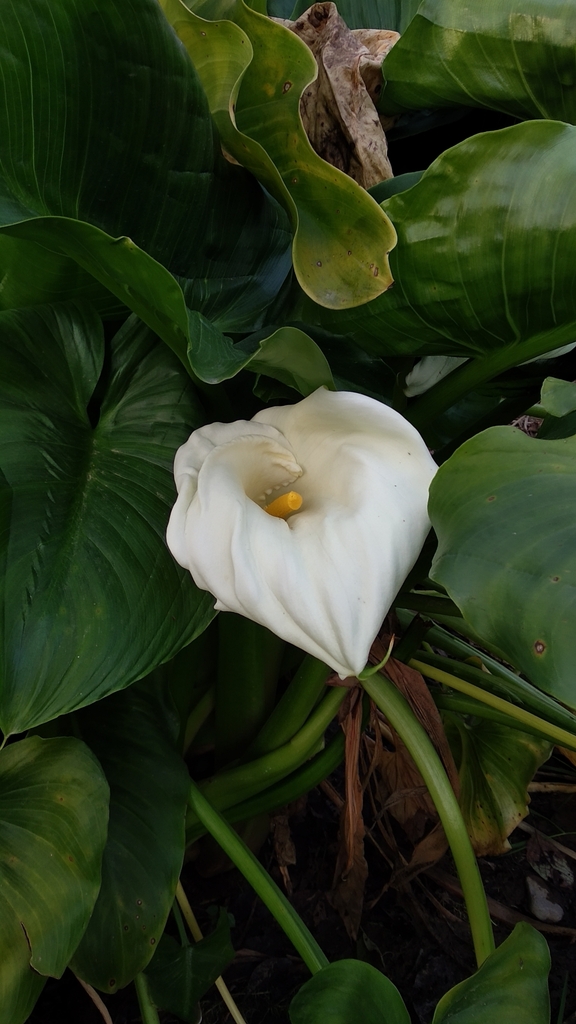 calla-lily-from-44709-nepal-on-march-30-2020-at-05-20-pm-by-yagya-raj