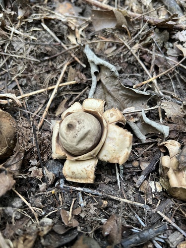 Geastrum triplex
