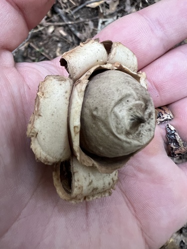 Geastrum triplex (Photo 2 of 4)