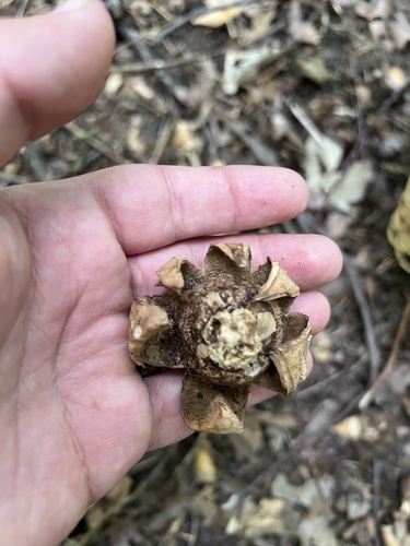 Geastrum triplex (Photo 3 of 4)