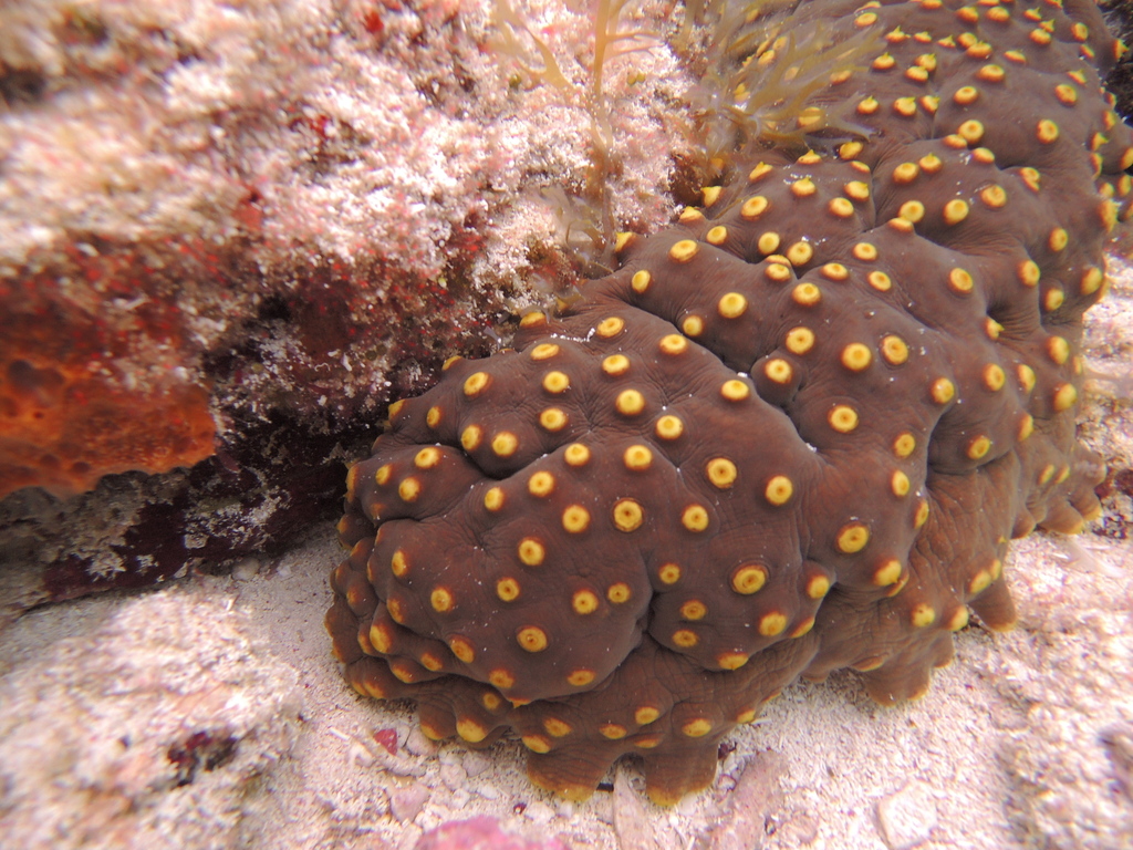 Pepino de mar chispa de chocolate (Isostichopus badionotus) · iNaturalist  Mexico