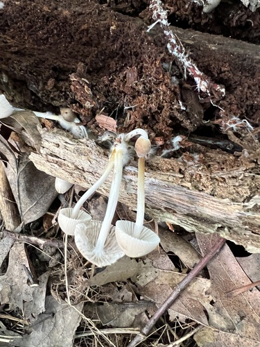 Mycena