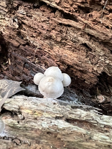 Mycena (Photo 2 of 4)